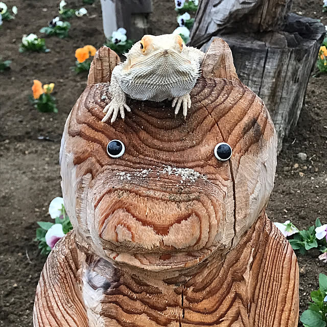 japitonさんの実例写真