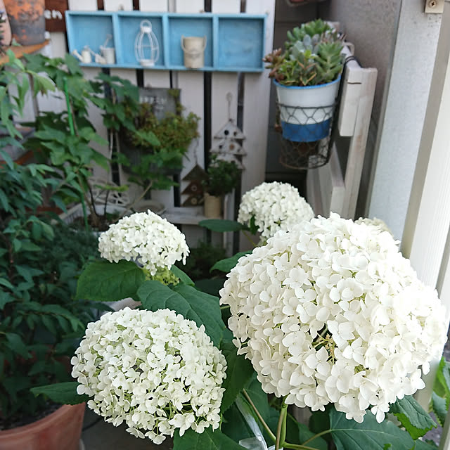 naopyiさんの実例写真