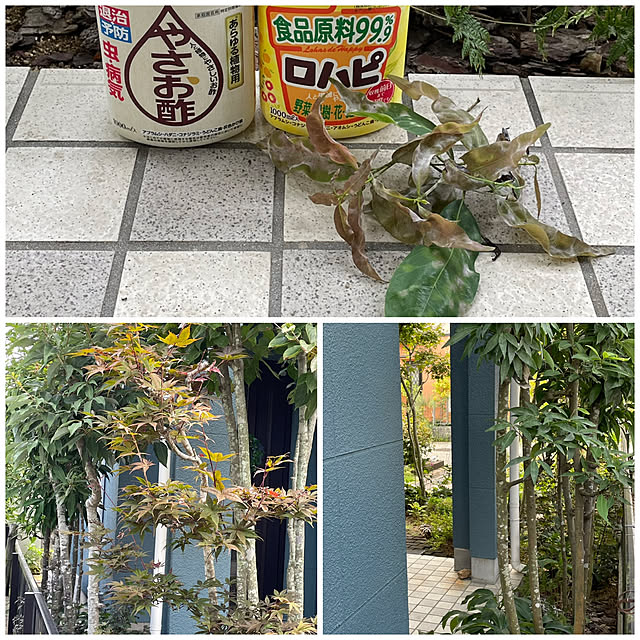 nobikoさんの実例写真