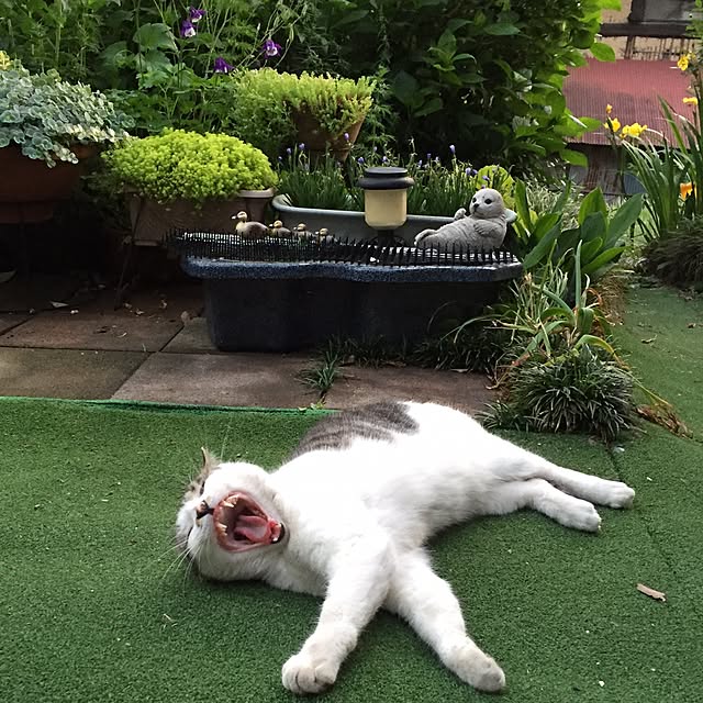 yocchiさんの実例写真