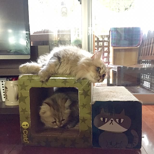 butachanさんの実例写真