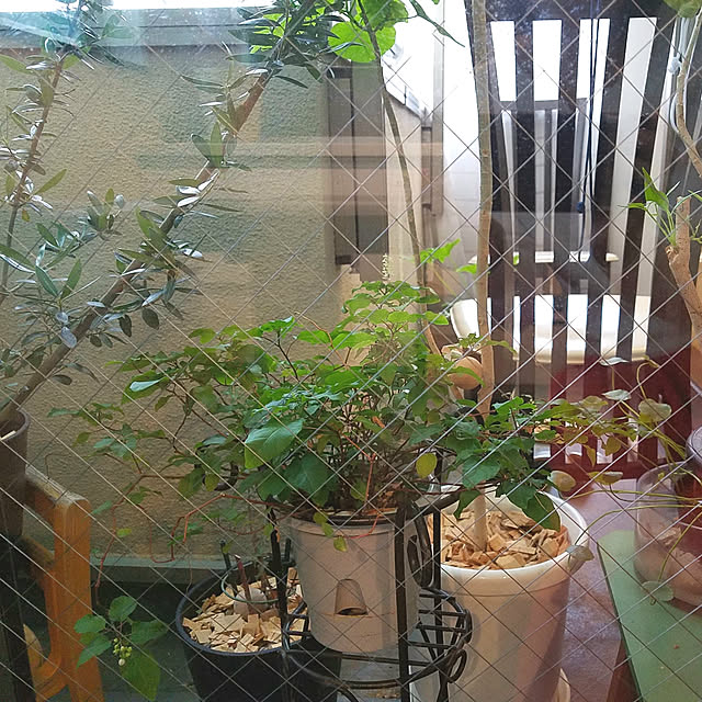 実例写真