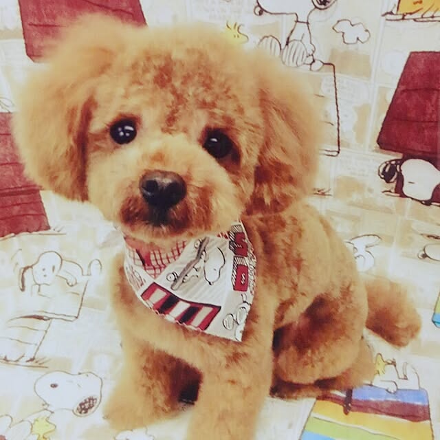 chipinoさんの実例写真