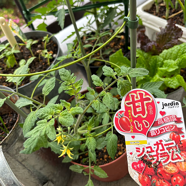 syutmmさんの部屋