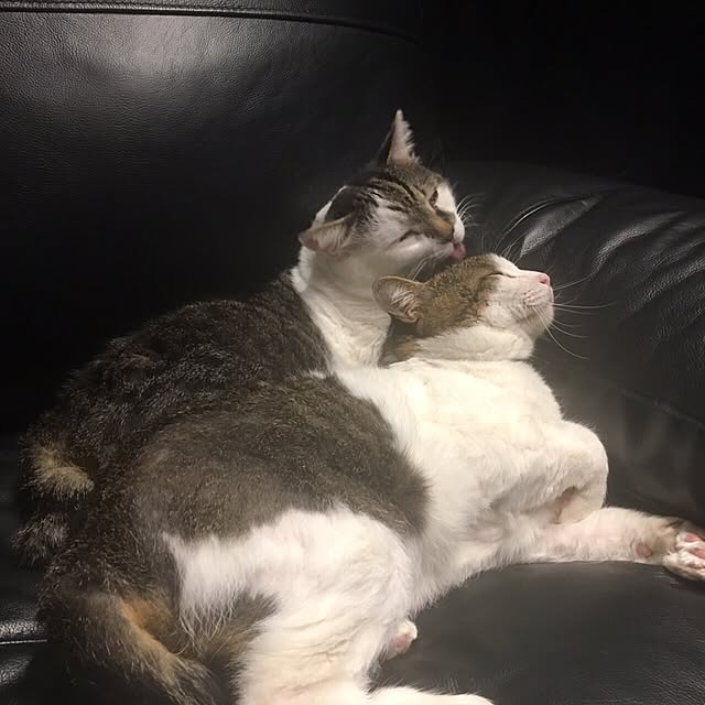 実例写真