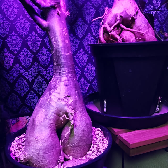 2menmamaさんの実例写真