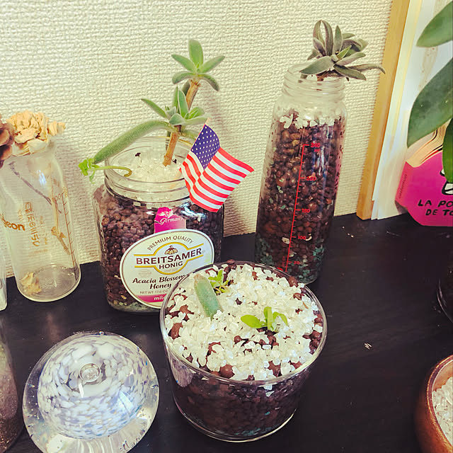 哺乳瓶を再利用/観葉植物/空き瓶 再利用/多肉植物/グリーンのある暮らし...などのインテリア実例 - 2023-01-09 13:45:11