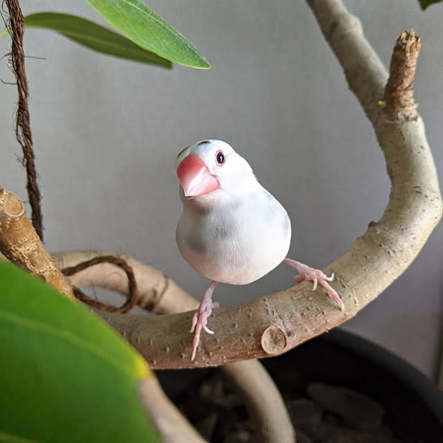 iwachaさんの実例写真