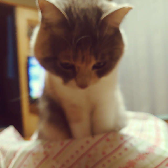 fukuさんの実例写真