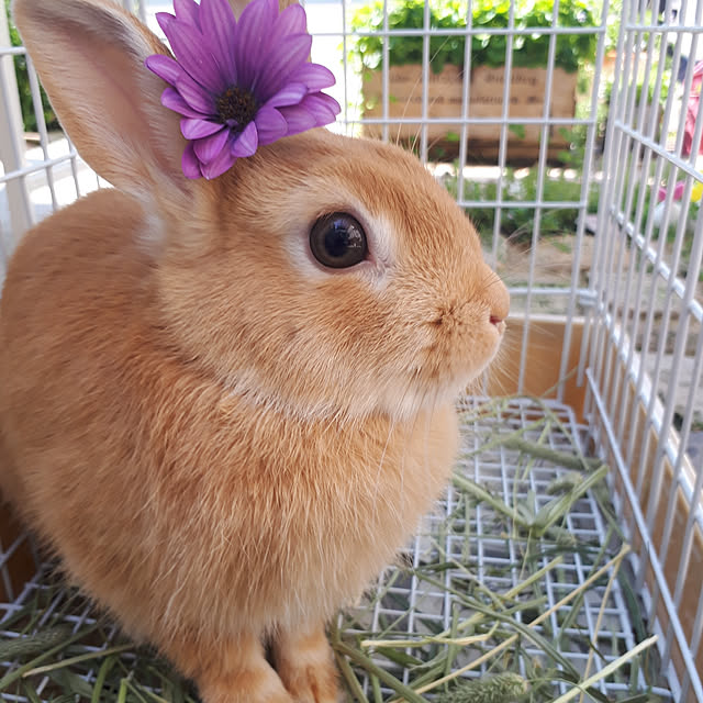 aiさんの実例写真