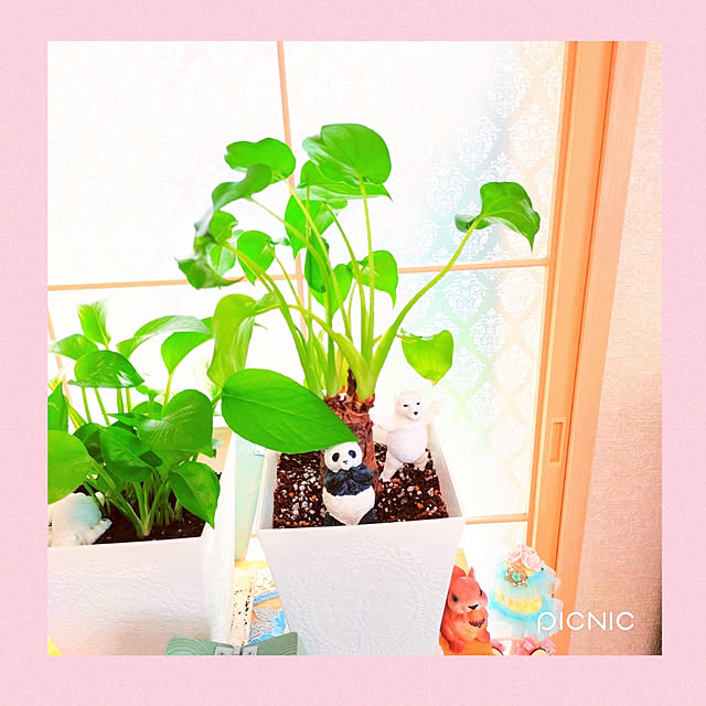Miyumamaさんの実例写真