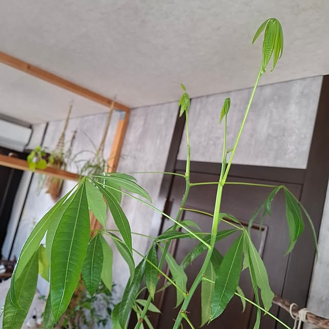 midoriさんの部屋
