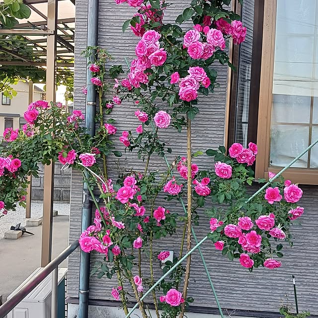 cyokoさんの実例写真