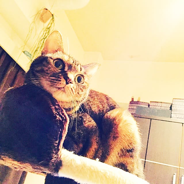 kuroさんの実例写真
