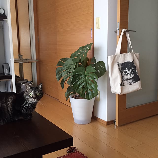 kouさんの実例写真