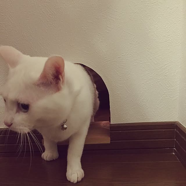 siroさんの実例写真