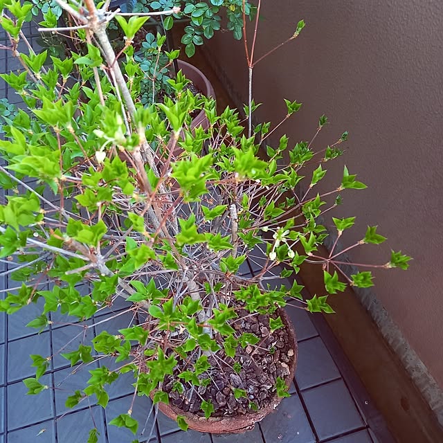 anzmama0404さんの実例写真
