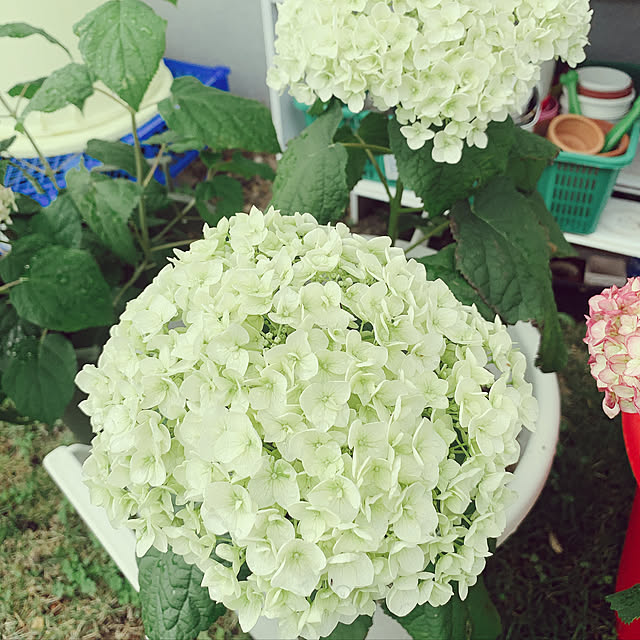 maymamさんの実例写真