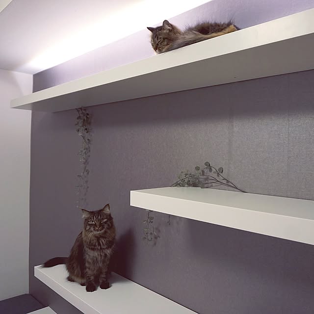 theo_nazcaさんの実例写真