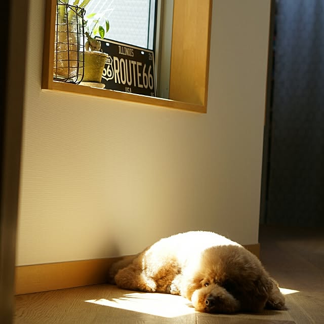 reiさんの実例写真
