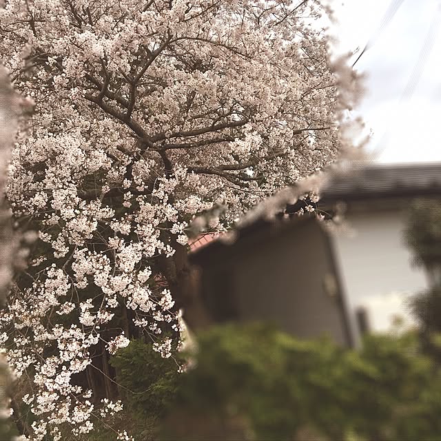 poncocoberryさんの実例写真