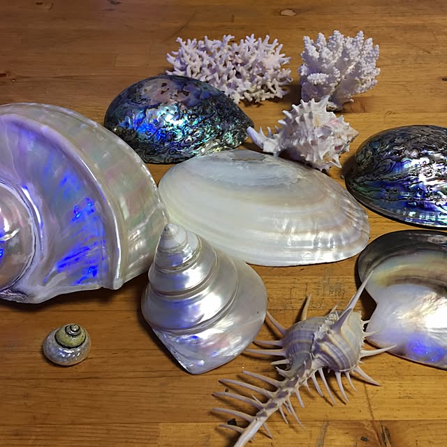 aquarium_seaさんの実例写真