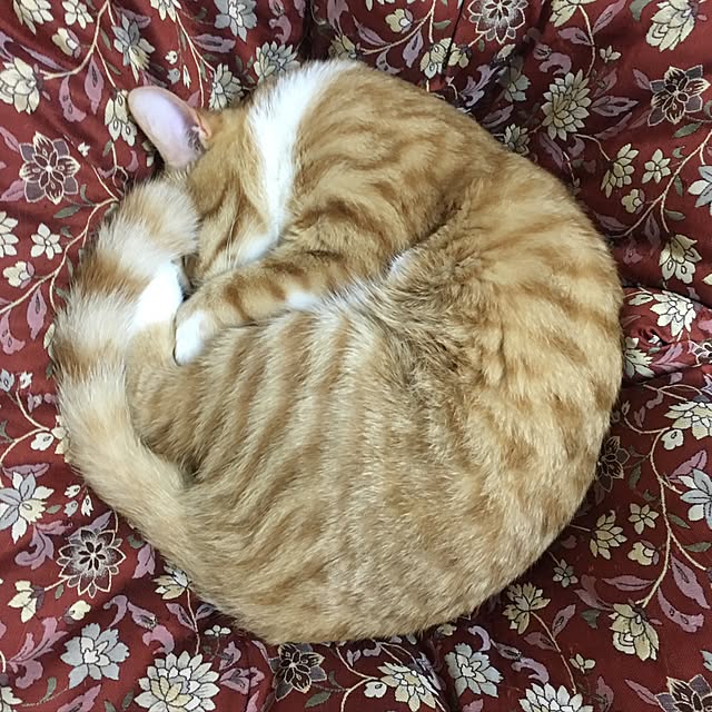 baronkotarouさんの実例写真