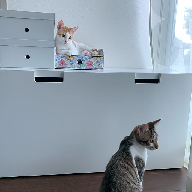 Miyureさんの実例写真