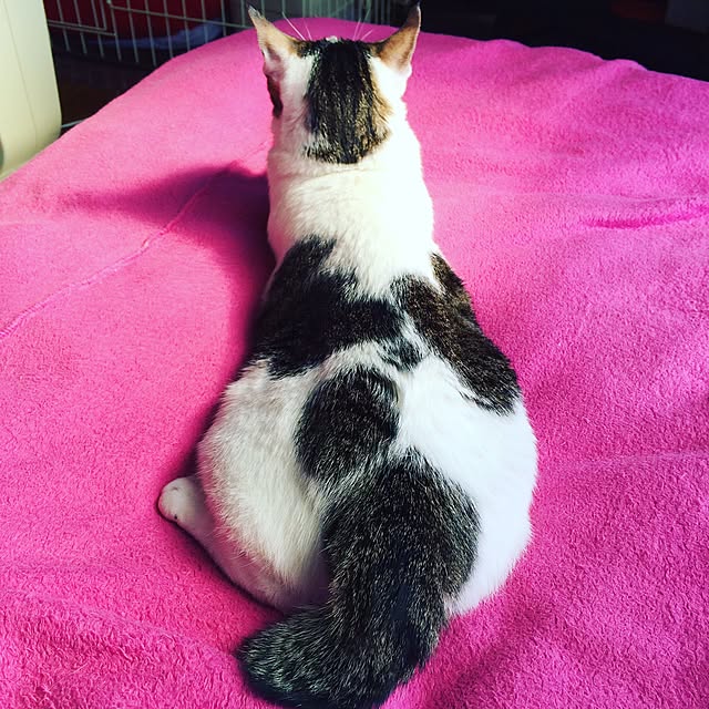 perro_gatoさんの実例写真