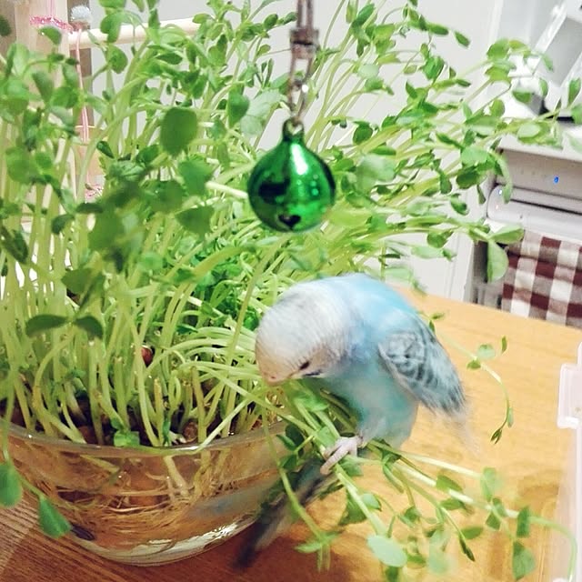 yukkieさんの実例写真