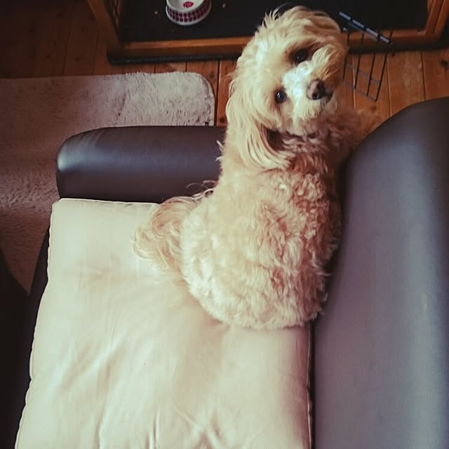 makaronさんの実例写真