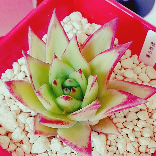 potetoさんの実例写真
