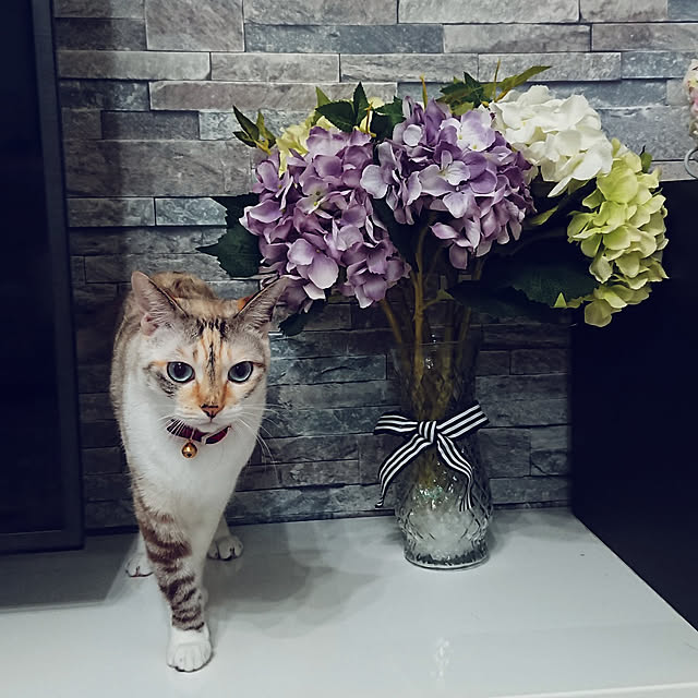 kohakuさんの実例写真