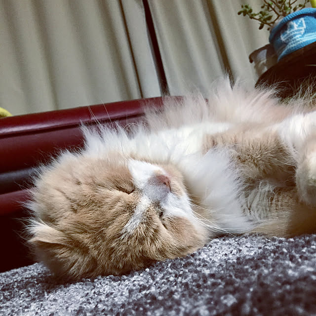 shiratamaさんの実例写真