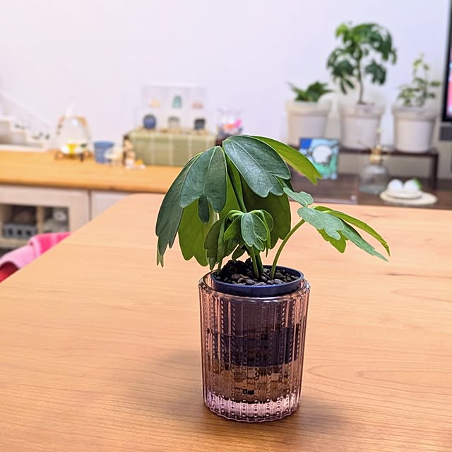 mi-saさんの実例写真