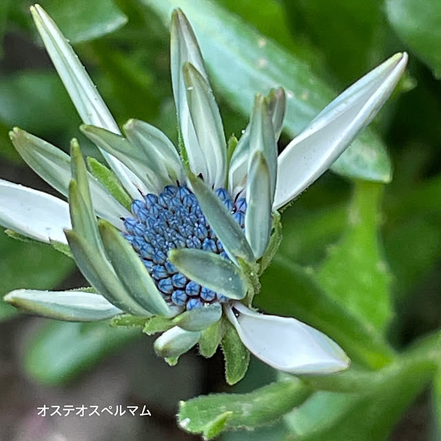 buchiさんの実例写真