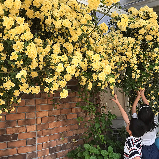 Ri-pochaさんの実例写真