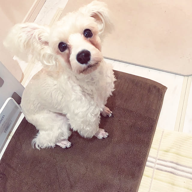 suzyさんの実例写真