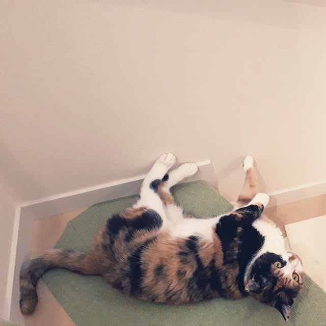 aiさんの実例写真