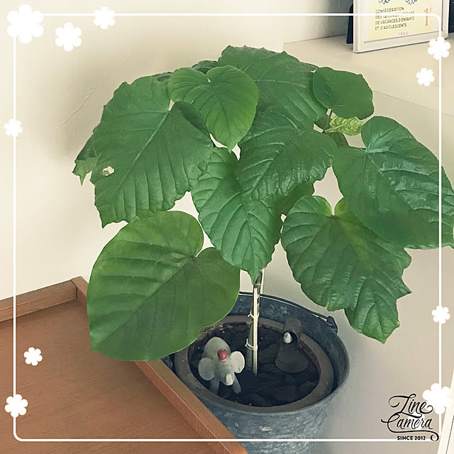 makkoさんの実例写真