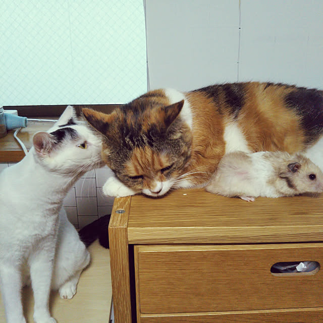 yukieさんの実例写真