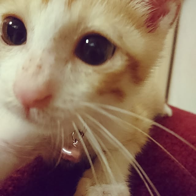 rinさんの実例写真