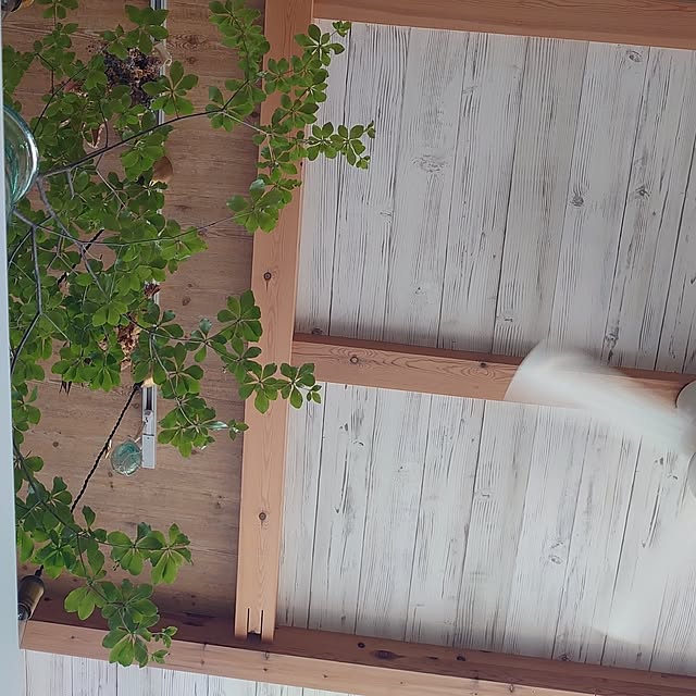 shinaTさんの実例写真