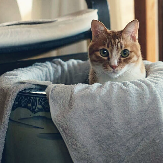 okaasanさんの実例写真