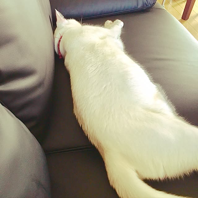yucoさんの実例写真