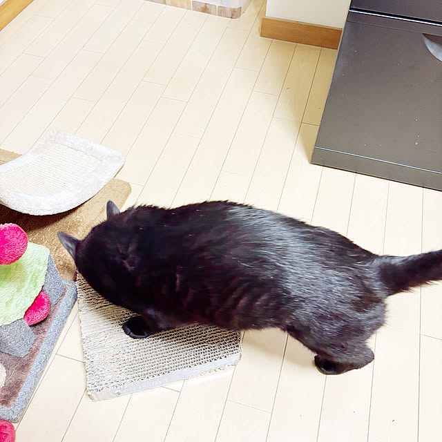 Blackyさんの部屋