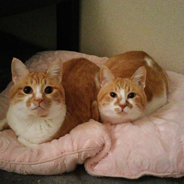 yumiさんの実例写真