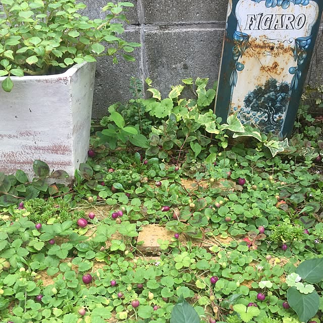 aniseさんの実例写真