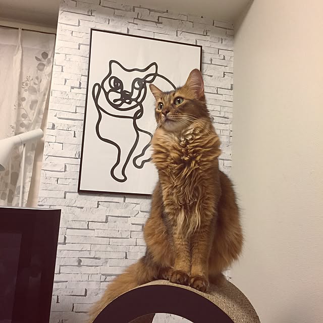 shihoさんの実例写真