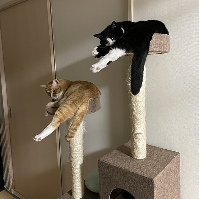 koromaroさんの実例写真